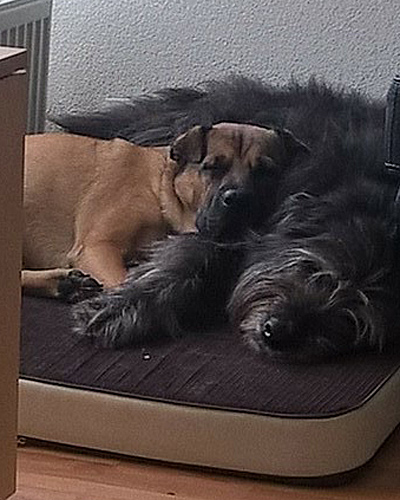 tl_files/Layout/guestbook/Kalle-und-Zoe.jpg